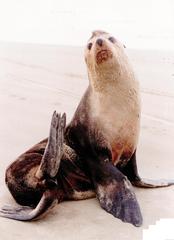 Arctocephalus tropicalis