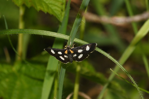 Anania funebris