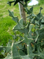 Colletia