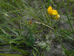 Lotus corniculatus