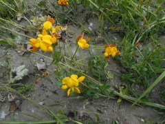 Lotus corniculatus