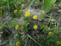 Trifolium campestre