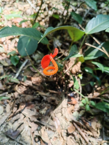 Flamingo Flower (Anthurium scherzerianum)