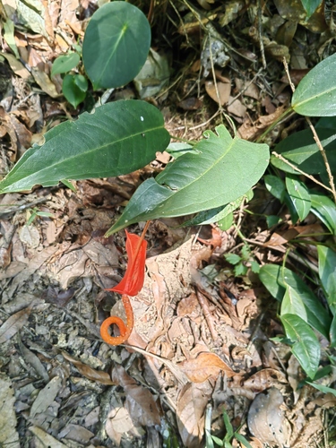 Anthurium scherzerianum
