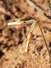 Oxalis pes-caprae sericea