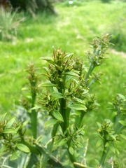 Colletia