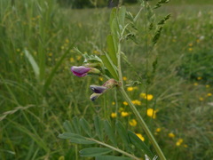 Vicia sativa
