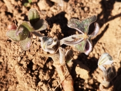 Oxalis pes-caprae sericea