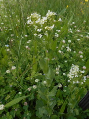 Lepidium draba
