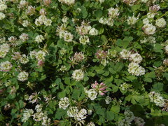 Trifolium