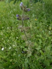 Salvia verbenaca