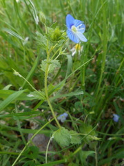 Veronica persica