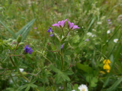Geranium molle