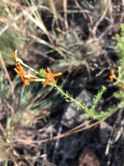 Jamesbrittenia huillana