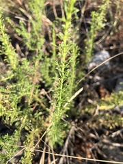 Jamesbrittenia huillana
