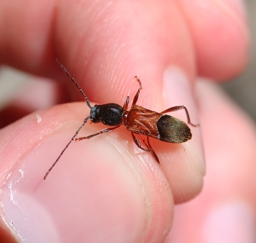 Ant-like Longhorn Beetle photo 5