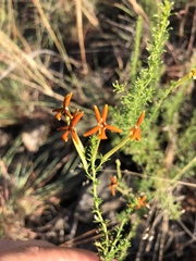 Jamesbrittenia huillana