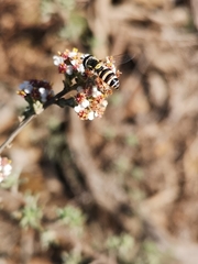 Ischiodon aegyptius