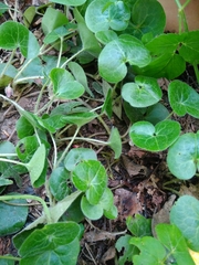 Asarum europaeum