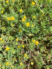 Medicago minima