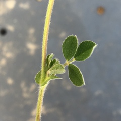 Medicago minima
