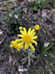 Senecio vernalis