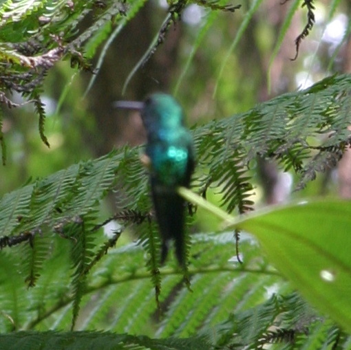 Puerto Rican Emerald illustration