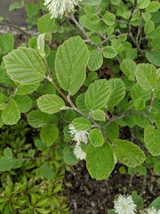 Fothergilla ×intermedia