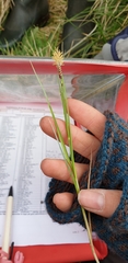 Carex nigra