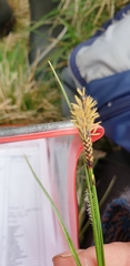 Carex nigra