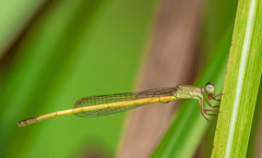 Ceriagrion pallidum