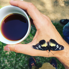 Pseudacraea lucretia