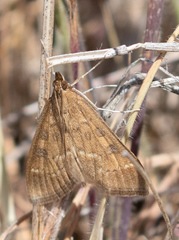 Mecyna mustelinalis