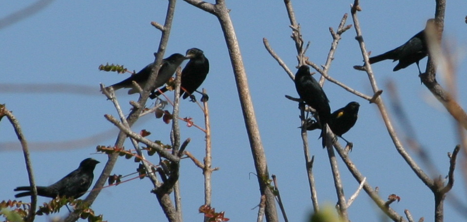 Mona Blackbird