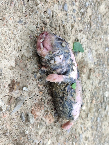 Afghan Mole-vole (Bramus fuscocapillus) — Data Deficient Mammalia