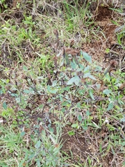 Porophyllum ruderale