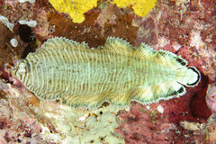 Tiger Sole photo 4