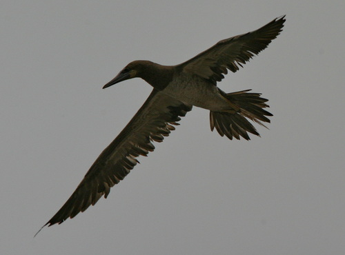 Piquero pardo (Sula leucogaster)