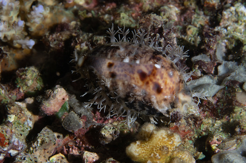 Cypraea observed 2019-04-25