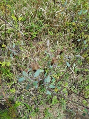 Porophyllum ruderale