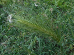Hordeum murinum