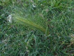 Hordeum murinum