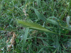 Hordeum murinum