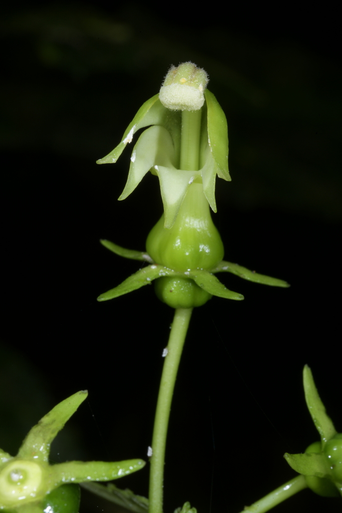 Burmeistera ibaguensis