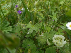 Geranium molle