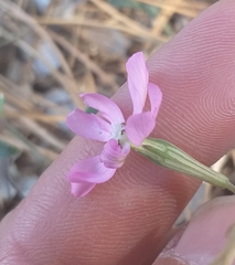 Silene nicaeensis