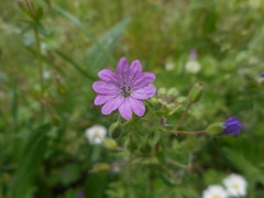 Geranium molle