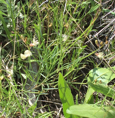 Astragalus convallarius