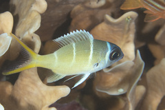 Monotaxis heterodon