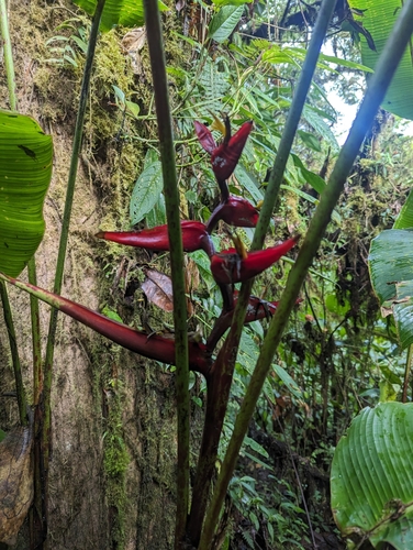 Image of Heliconia tortuosa by (c) Harrison West, some rights reserved (CC BY)